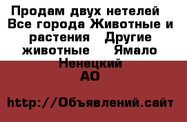 Продам двух нетелей - Все города Животные и растения » Другие животные   . Ямало-Ненецкий АО